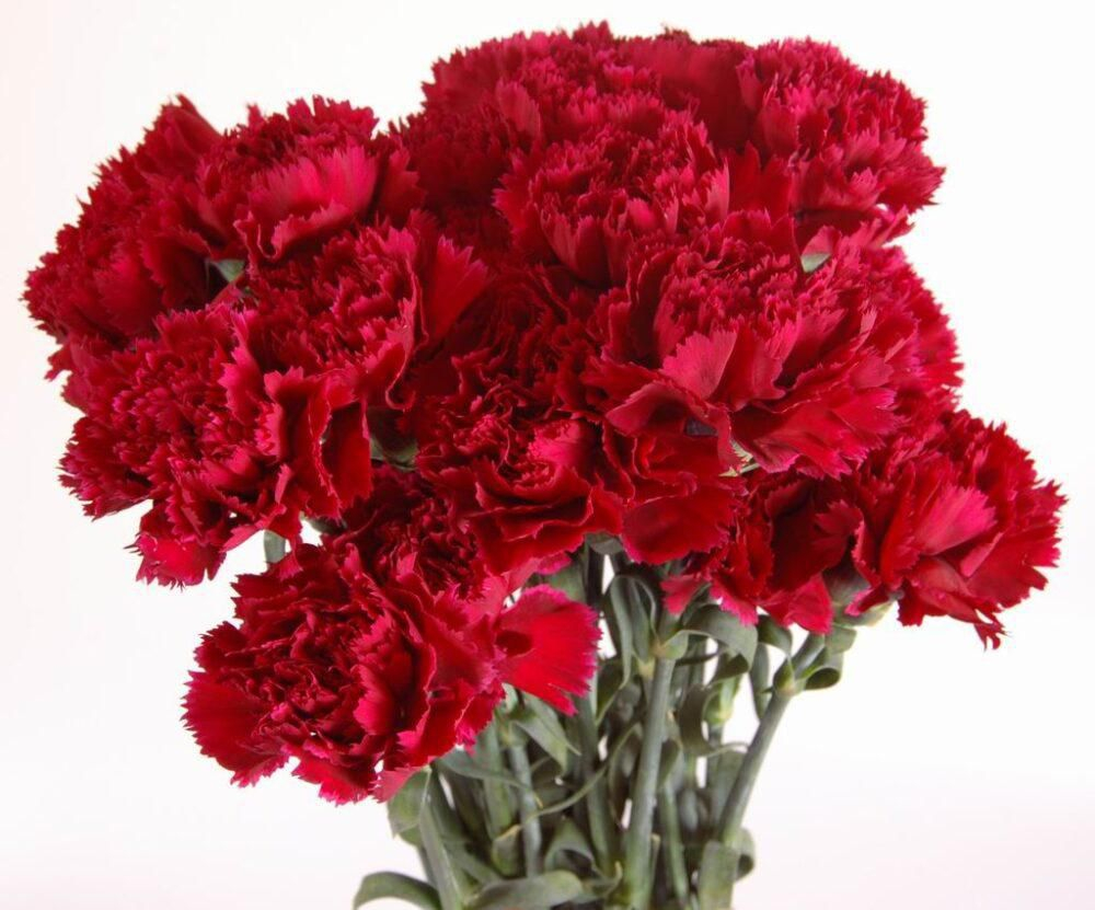 Гвоздика красная