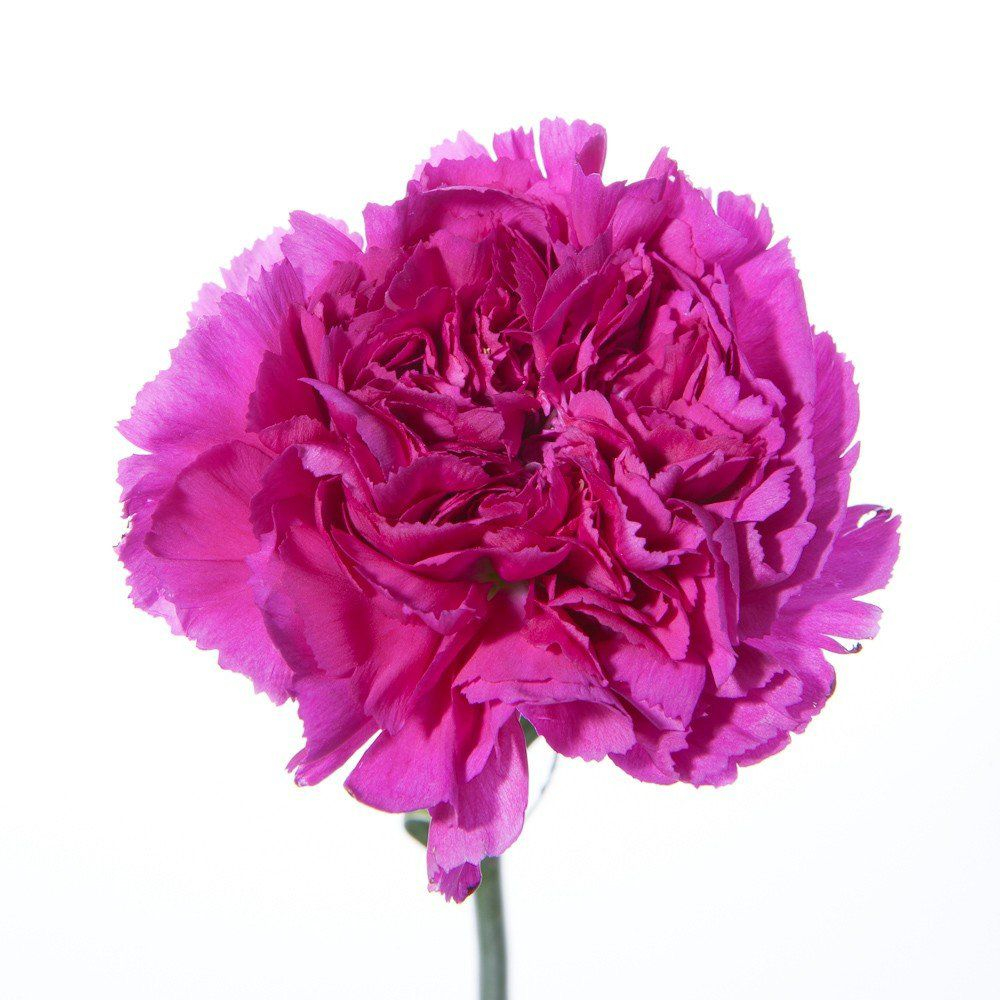 Гвоздика разноцветная