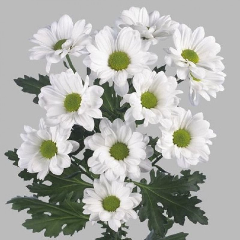 Хризантема кустовая