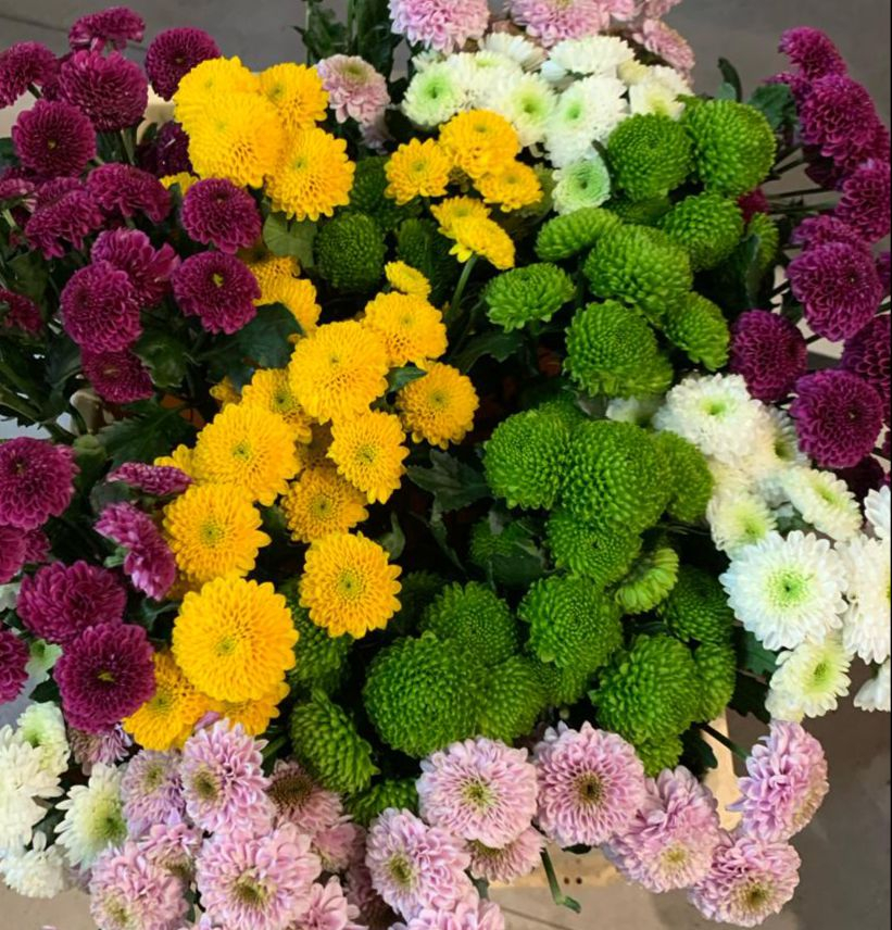 Хризантема «Сантини»