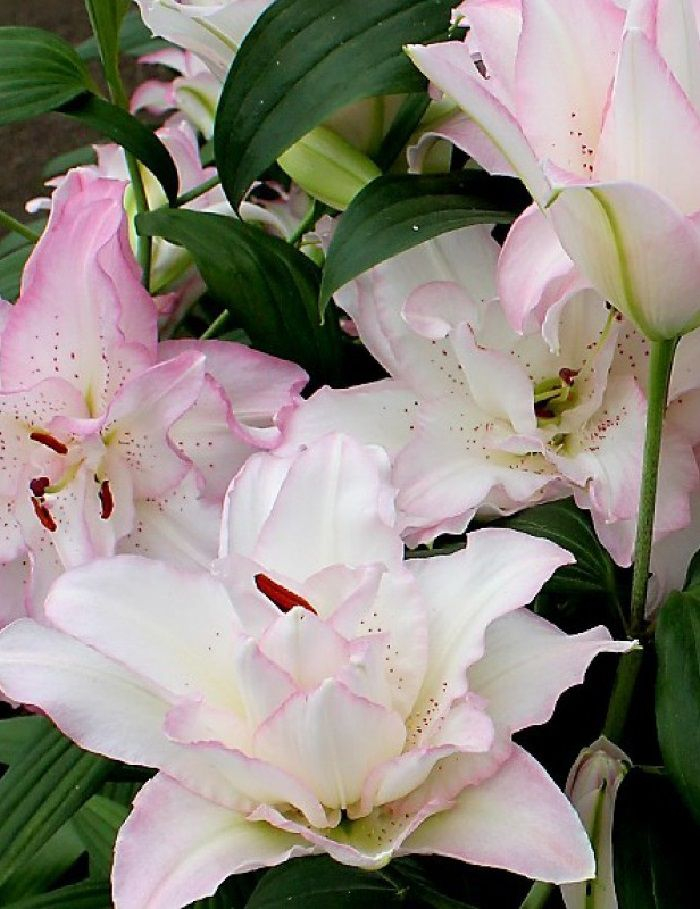 Лилия «Анушка»